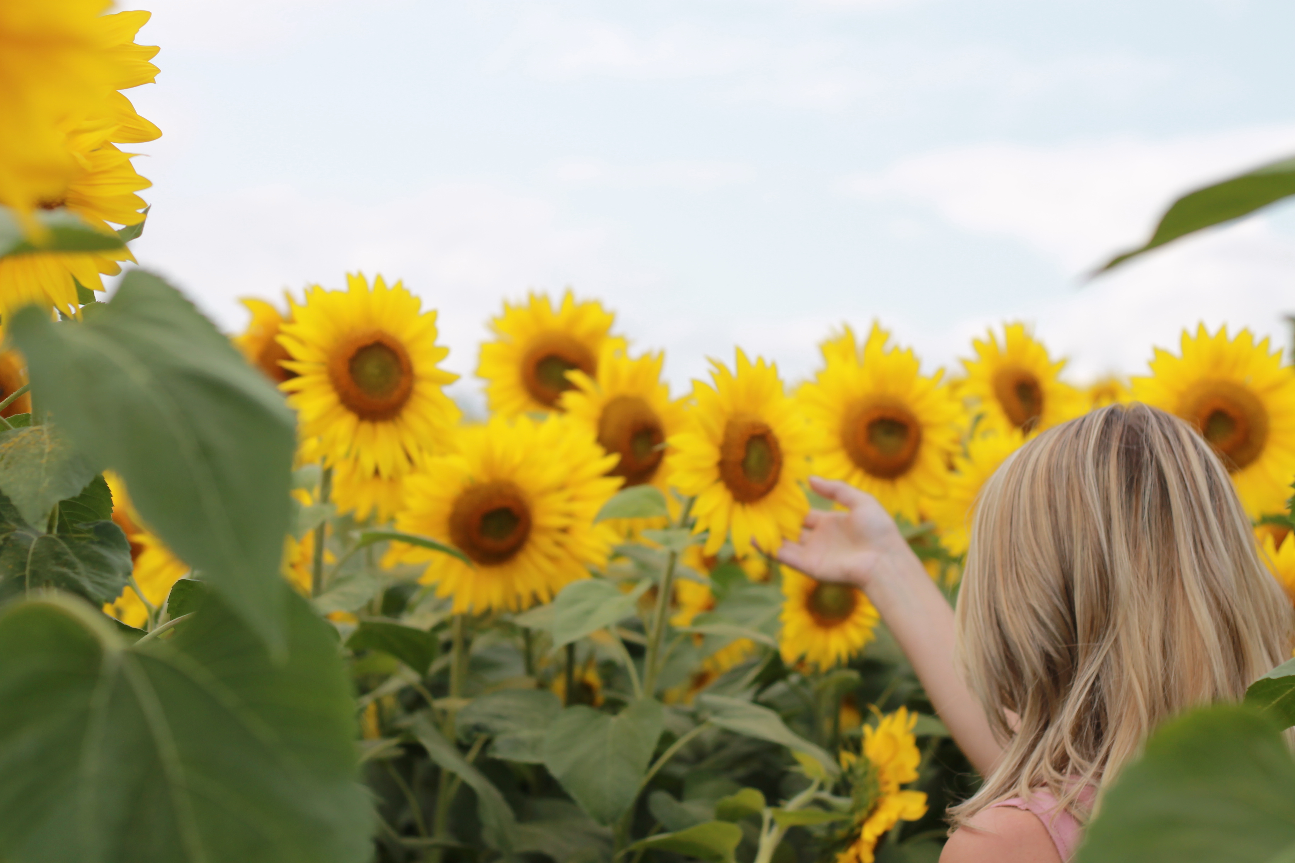 Girl in sunflower field at Colby Farm | ourlittlehomestyle.com