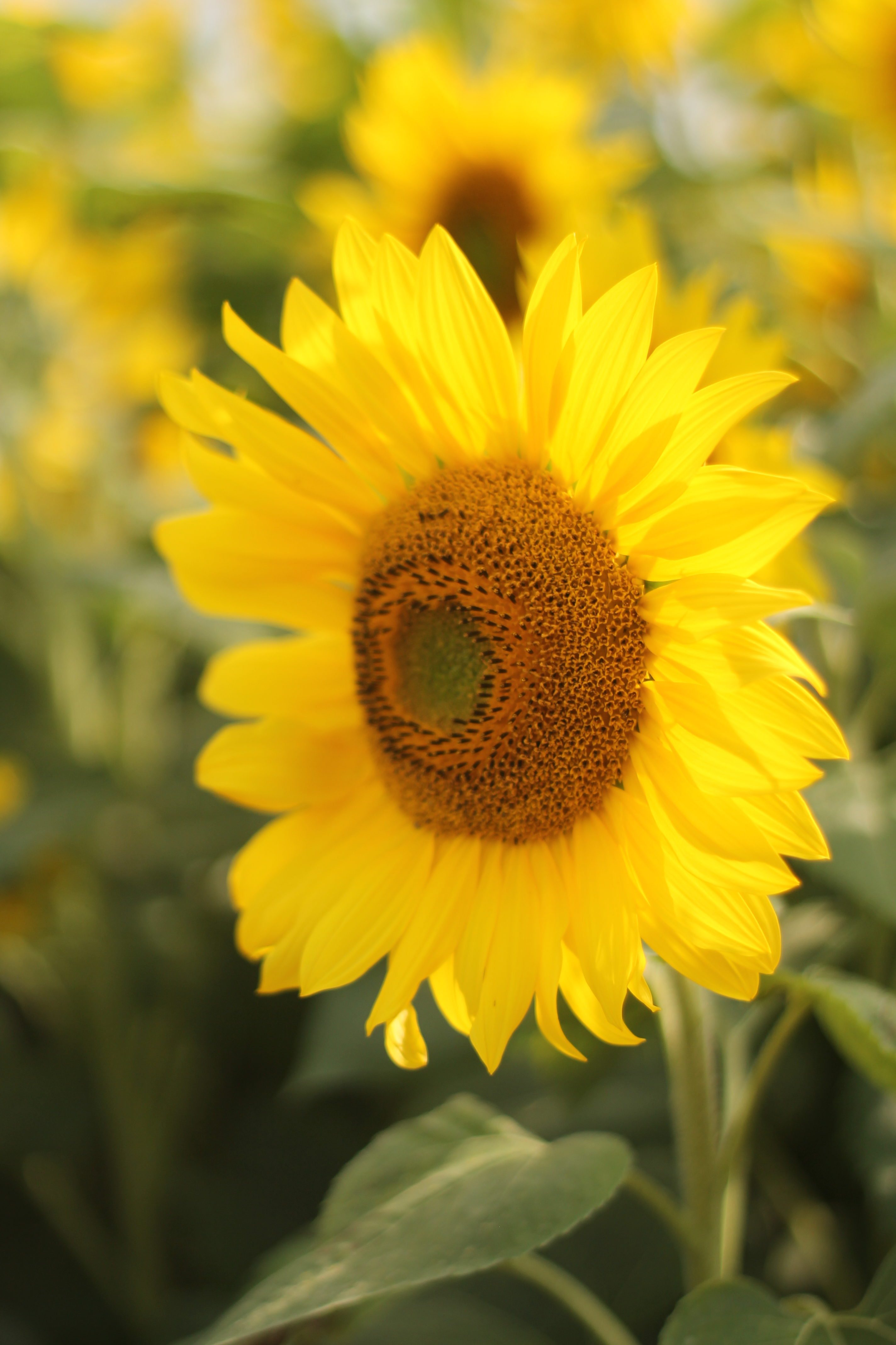 Sunflowers at Colby Farmstand in Newbury, MA | Our Little Home Style